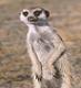 meerkat's Avatar