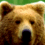 dbear's Avatar